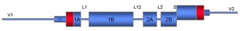 Figure 2. . Schematic diagram showing the basic protein structure of a keratin filament.