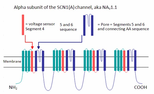 Figure 3. . Topologic diagram of Nav1.