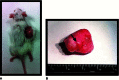 Figure 2.. Gross images of teratoma growth in subcutaneous tissue of mouse.