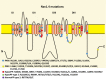 Figure 2. . NaV 1.