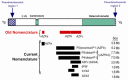 Figure 1. . Schematic of the Y chromosome indicating the approximate position of the previously defined regions AZFa, AZFb, and AZFc and the position of recurrent deletions currently defined on the basis of the flanking palindromic repeats (see Establishing the Diagnosis).