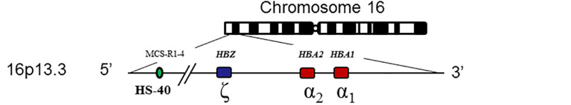 Figure 1. . Schematic presentation of the chromosomal location of the alpha globin gene cluster on chromosome 16p.