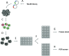 Figure 1. Overview of hPSC TALEN genome editing process.