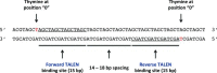 Figure 2. Example genome editing target site showing TALEN design criteria.