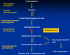 Figure 2. . The tyrosine degradation pathway.