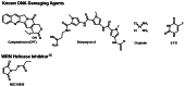 Figure 1. Known DNA damaging agents and the recently reported WRN helicase inhibitor, NSC19630.