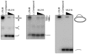 Figure 7. Inhibition of the processing of alternative DNA structures by BLM.