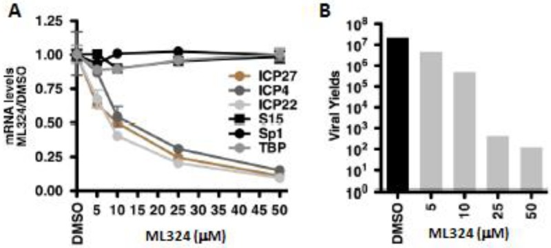 Figure 11. (A) Viral IE (ICP4, ICP27, ICP22) and control (S15, Sp1, TBP) mRNA levels in HFF cells treated with DMSO or the indicated concentrations of ML324 for 3 hrs and infected with HSV-1 (0.