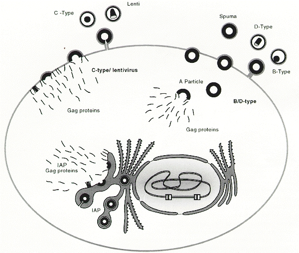 Figure 3. Three distinct pathways for retroviral assembly.