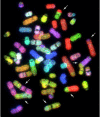 Figure 1. A metaphase spread after SKY hybridization.