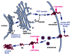 The trafficking and metabolism of amyloid precursor protein (APP).