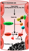 Coagulation cascade.