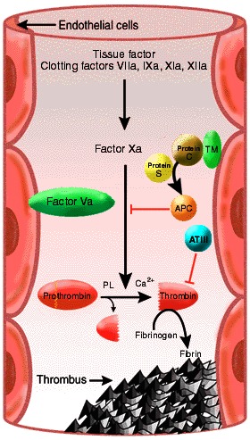 Coagulation cascade.