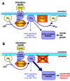 The PTEN tumor suppressor gene acts as a phospholipid phosphatase.