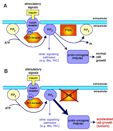 The PTEN tumor suppressor gene acts as a phospholipid phosphatase.