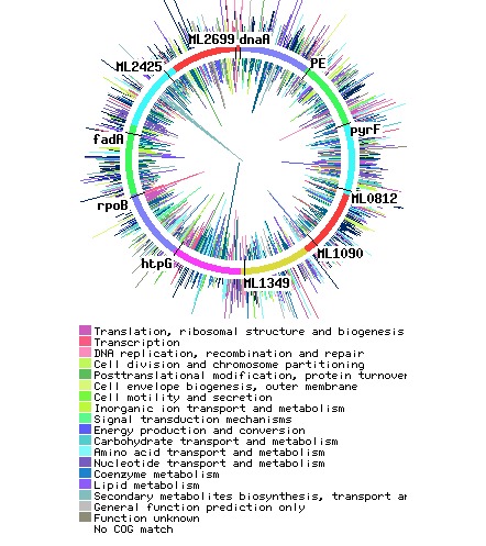 Protein coding genes distribution map for Mycobacterium leprae.
