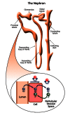 Active sodium transportation in the proximal tubule.