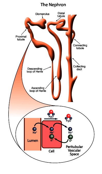 Active sodium transportation in the proximal tubule.