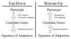 FIGURE 11.1. Schematic of the phenotype–genotype hierarchy as represented by top-down and bottom-up approaches.