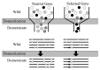 FIGURE 11.2. Schematic representation of a population bottleneck and its effect on a neutral gene and a selected gene.