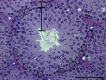 Figure 1. Histological structure of seminiferous tubules in the adult mouse testes.