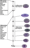 Figure 2. Scheme of spermatogonial self-renewal and differentiation in the mouse, showing the subsequent spermatogonial cell types.