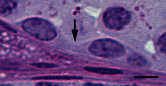 Figure 3. Light photomicrograph of the connected differentiating spermatogonia.