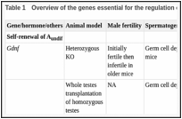 Table 1. Overview of the genes essential for the regulation of mitotic phase of spermatogenesis.