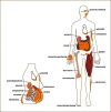 Figure 1. White adipose distribution in the body.