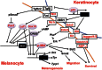 Figure 3. Simplified schematic showing of key molecules and signaling pathways implicated in melanocyte-keratinocyte interactions.