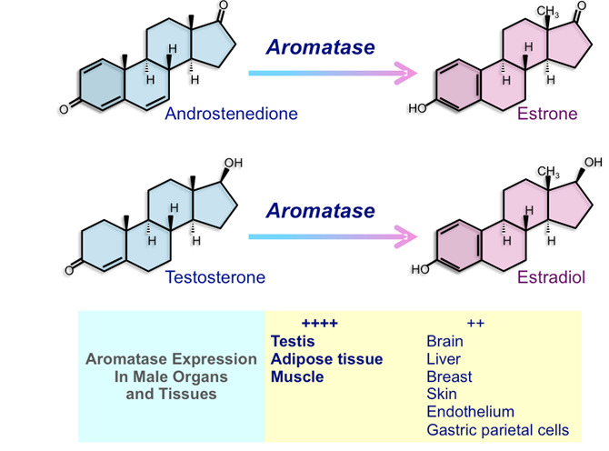 Figure 2. . Biochemical pathway of testosterone conversion into estrogen.