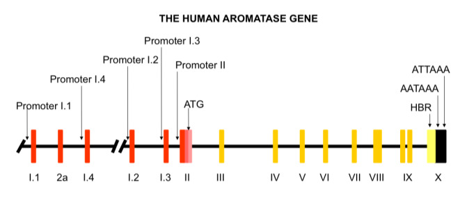Figure 3. . Schematic representation of the human aromatase (CYP19) gene.