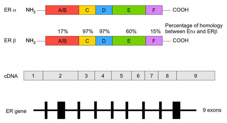 Figure 4. . Estrogen receptor gene structure showing the 9 exons (lower panel), cDNA domains (indicating exons), and protein structures of both ERα and ERβ (upper panels: colored boxes denote the different functional domains of the protein).
