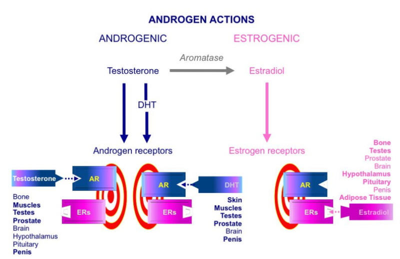 Figure 7. . Direct and indirect (estrogen mediated) testosterone actions.