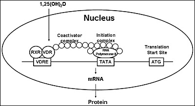 Figure 5. . 1,25(OH)2D-initiated gene transcription.