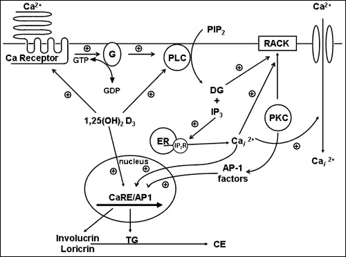 Figure 8. . A model of 1,25(OH)2D and calcium regulated keratinocyte differentiation.