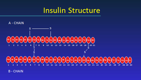 Figure 1. . Insulin Structure.