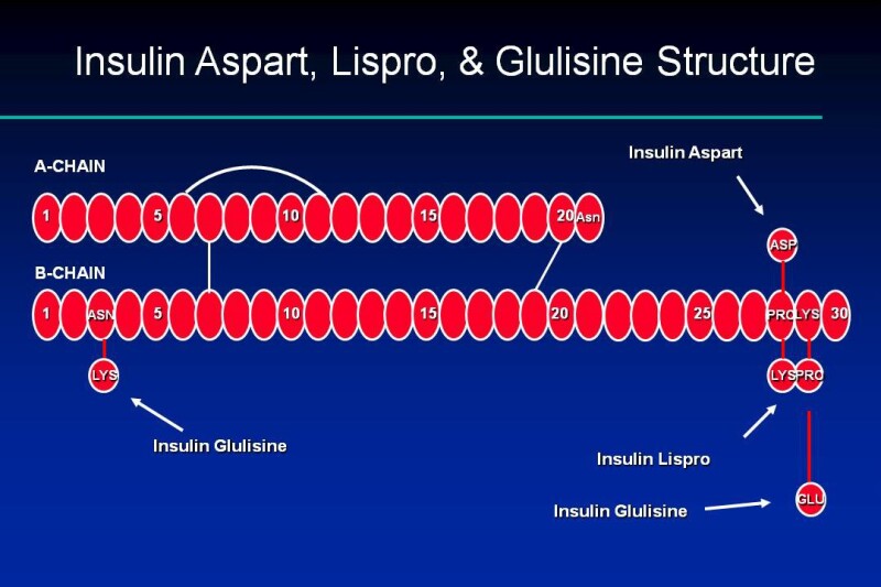 Figure 2. . Insulin Aspart, Glulisine and Lispro Structures.