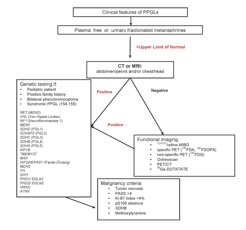 Figure 3. Flow chart for diagnostic evaluation for Pheochromocytoma. Adapted after: Waguespack SG et al. (219). The criteria of malignancy is adapted from de Wailly et al. (211).