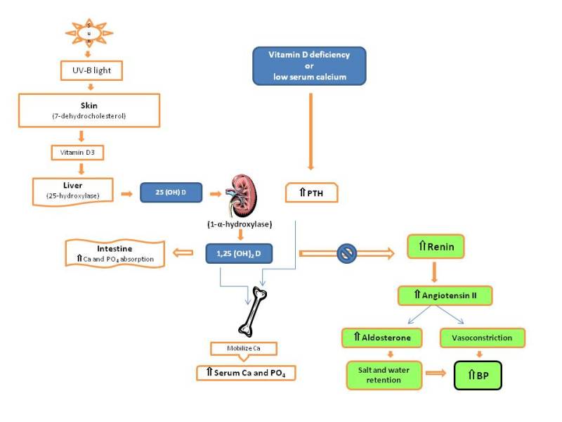 Figure 7. . Pathway of vitamin D metabolism and its relationship with PTH and the renin-angiotensin-aldosterone system (modified from Ullah et al.