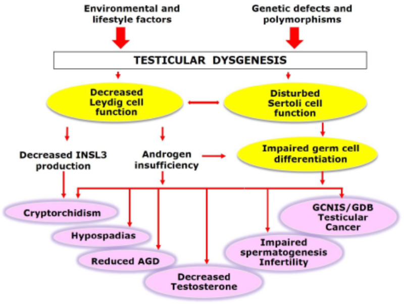 Figure 4. . Schematic illustration of aetiology and pathogenesis of disorders grouped within Testicular Dysgenesis Syndrome (TDS).