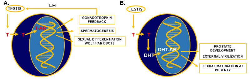 Figure 2. . Specific actions of testosterone (T) and 5α-dihydrotestosterone (DHT).