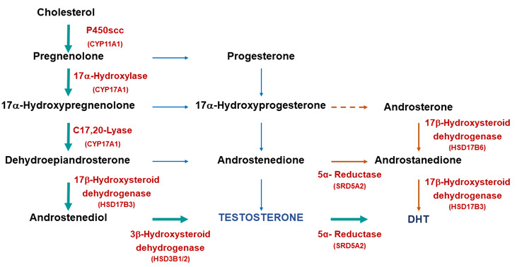 Figure 3. . Biosynthetic pathways for testosterone and DHT synthesis.