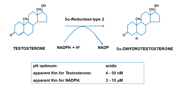 Figure 4. . Metabolism of testosterone to DHT by the enzyme 5α-reductase type 2 (SDR5A2).