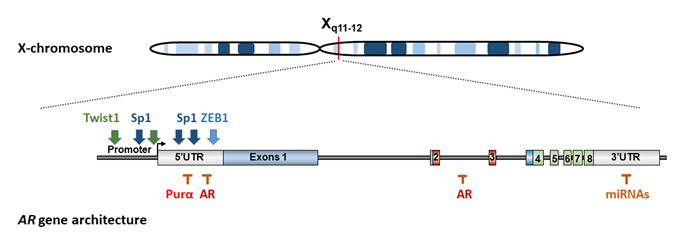 Figure 7. . Human androgen receptor gene was mapped to the long arm of the X chromosome.