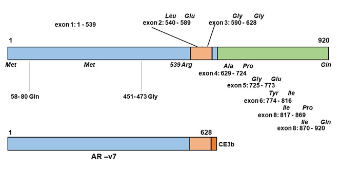 Figure 8. . Reference numbering of the androgen receptor (AR) of protein.