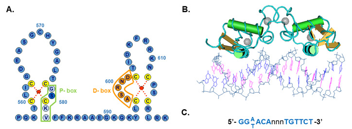 Figure 9. . Structure of the DNA binding domain of the androgen receptor.