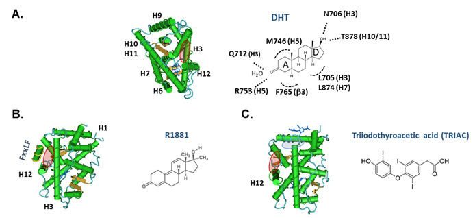 Figure 10. . Structure of the ligand binding domain of the human androgen receptor.