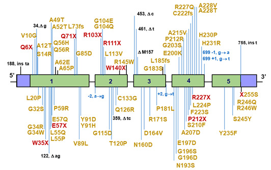 Figure 12. . Mutations in the5α-reductase type 2 gene (SDR5A2) reported in patients with the syndrome of 5α-reductase deficiency.