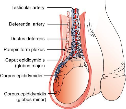 Figure 3. The arrangement of the vasculature of the testis in the region of the distal spermatic cord and testis is shown. Reproduced with permission from de Kretser et.al.1982 in 'Disturbances in Male Fertility' Eds K Bandhauer and J Frick, Springer - Verlag Berlin.